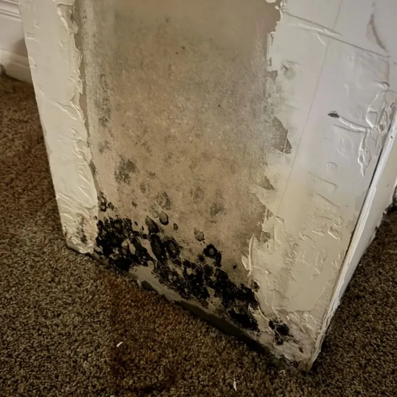 Professional Mold Removal in New Philadelphia, OH